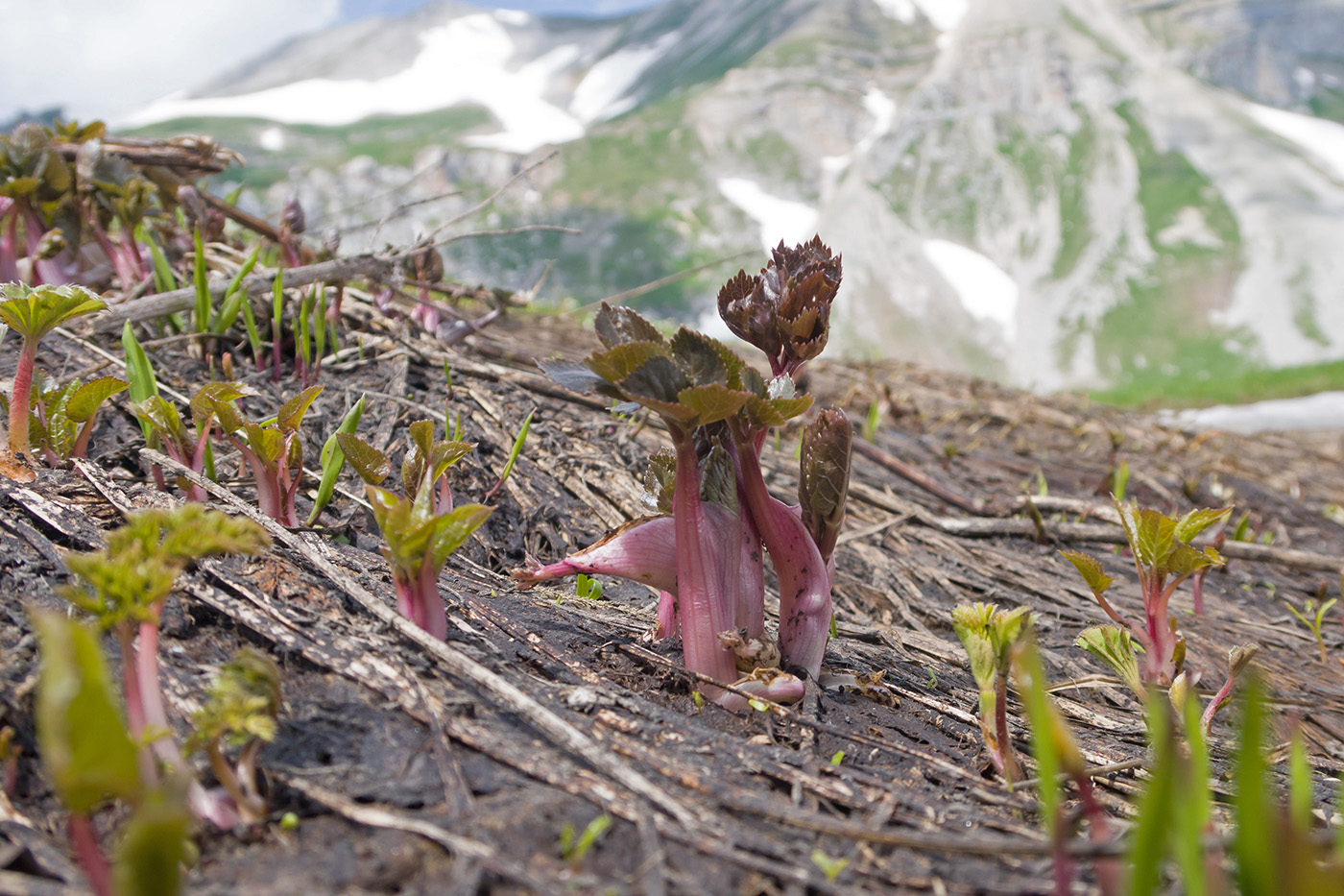 Image of Angelica purpurascens specimen.