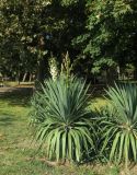Yucca gloriosa. Цветущее растение. Болгария, г. Бургас, Приморский парк, в культуре. 16.09.2021.