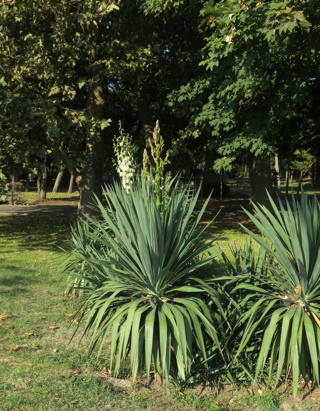 Image of Yucca gloriosa specimen.