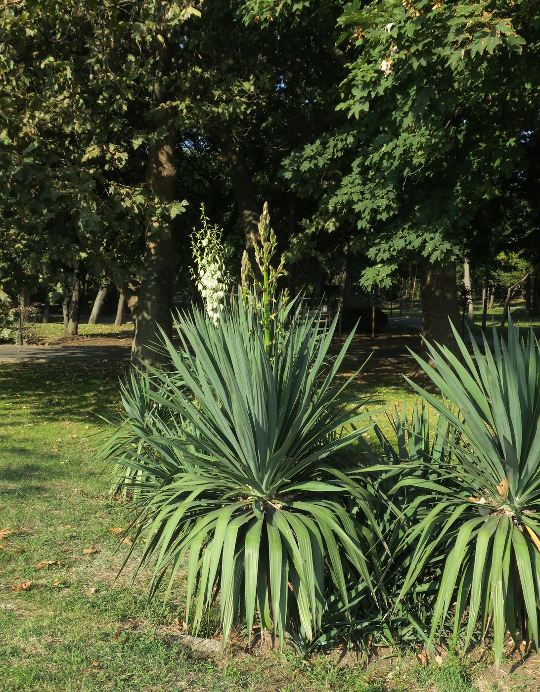 Изображение особи Yucca gloriosa.