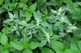 Chenopodium album