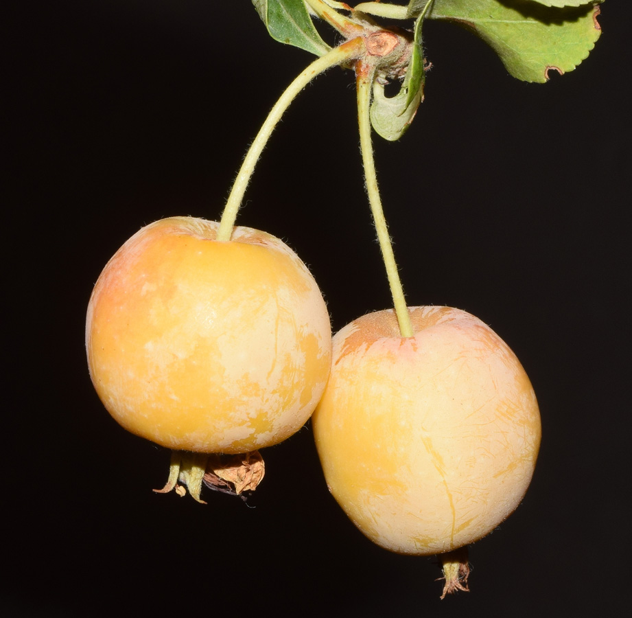 Image of genus Malus specimen.