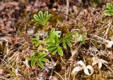 Alchemilla alpina. Листья. Мурманская обл., Кольский р-н, сельское поселение Териберка, о. Кильдин, западный берег оз. Могильное, моховая подушка. 24.06.2023.