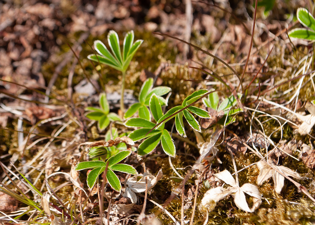 Image of Alchemilla alpina specimen.