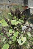 Cyclachaena xanthiifolia