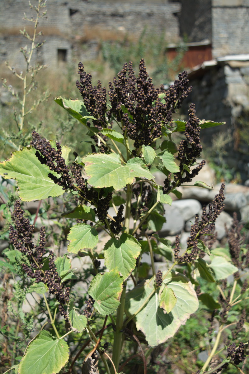 Image of Cyclachaena xanthiifolia specimen.