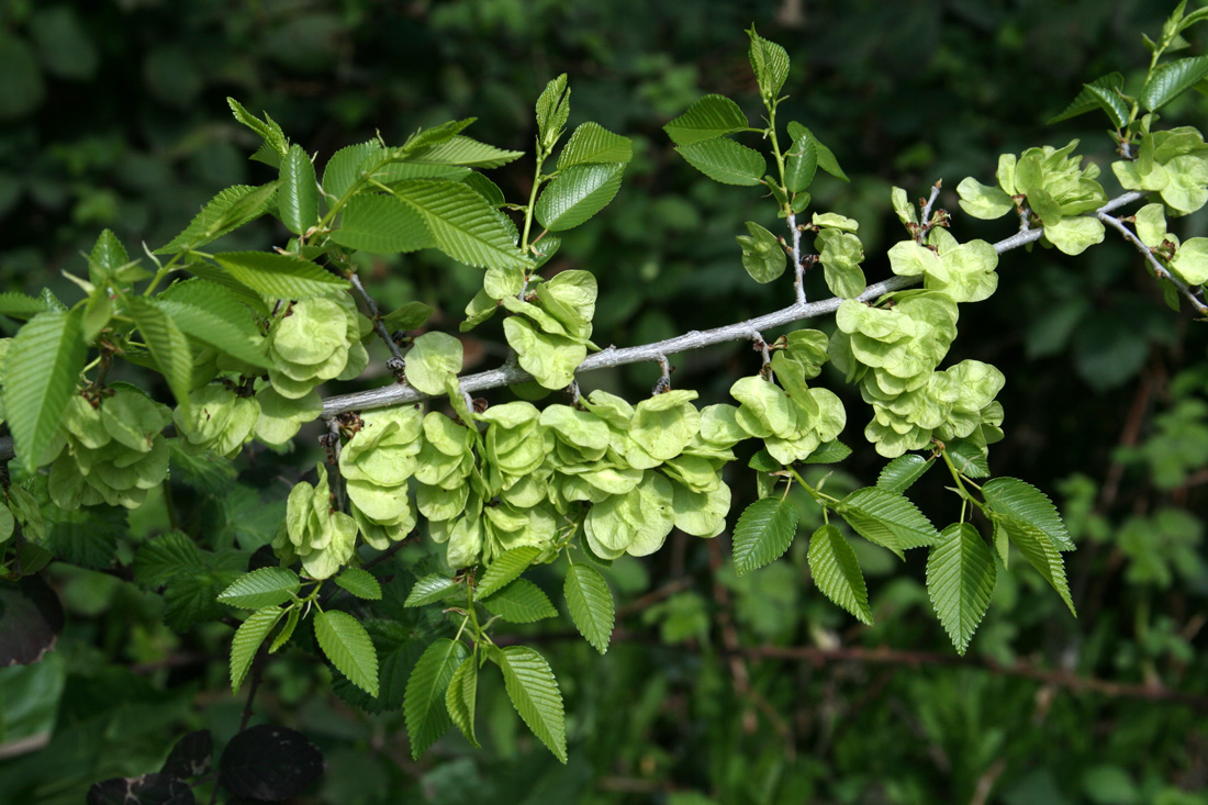 Изображение особи Ulmus pumila.