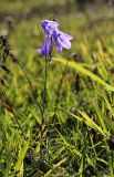 Campanula rotundifolia. Цветущее растение. Ленинградская обл., Гатчинский р-н, окр. пос. Пудость, у дороги. 23.09.2023.