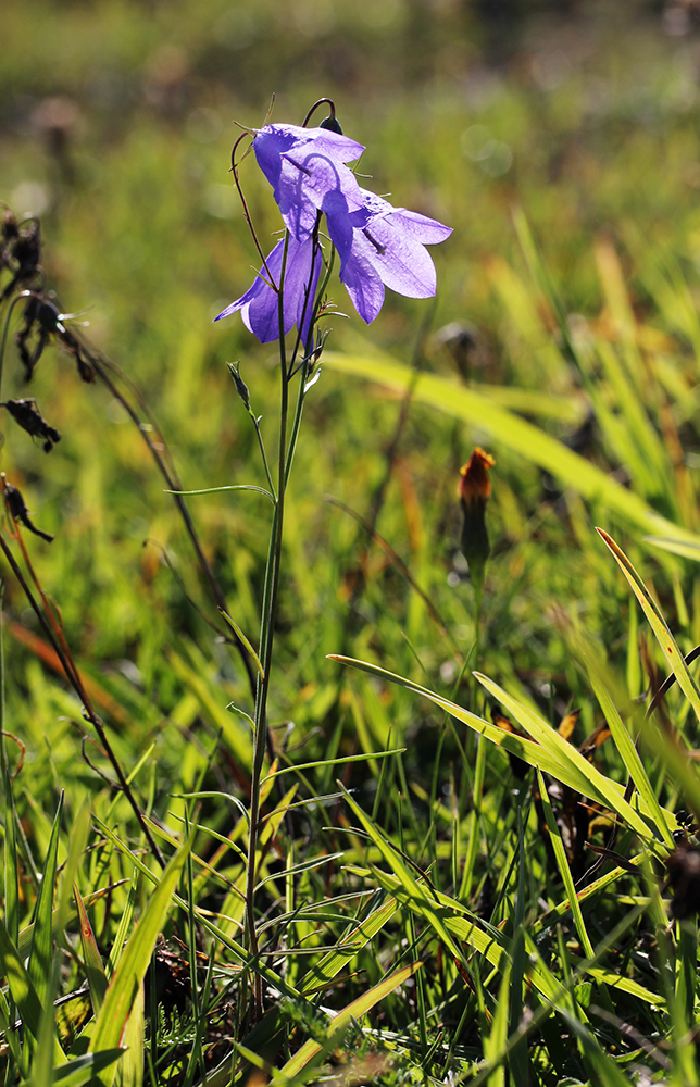 Изображение особи Campanula rotundifolia.