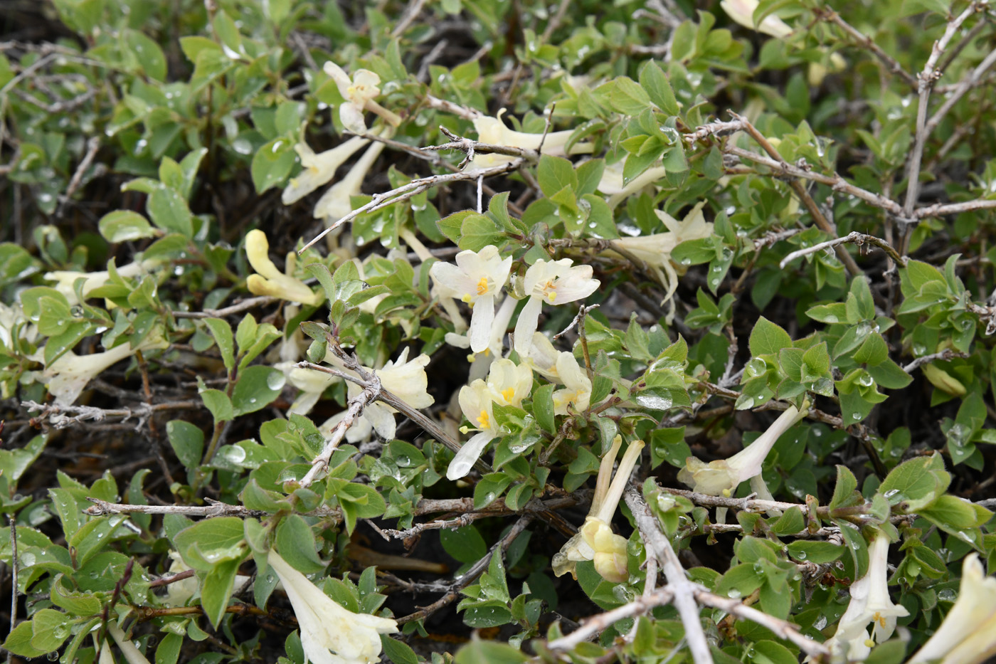 Image of Lonicera humilis specimen.