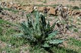Cirsium argillosum. Вегетирующее растение (справа виден остаток прошлогоднего сухого побега). Дагестан, Хунзахский р-н, с. Большой Гоцатль, ≈ 1100 м н.у.м., подножие лугового склона. 02.05.2022.