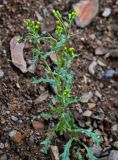 Senecio vulgaris. Цветущее растение. Сахалин, Холмский гор. округ, окр. мыса Слепиковского, подножие осыпающегося каменистого склона. 26.08.2023.