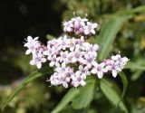 Valeriana tripteris. Соцветие с цветками и бутонами. Испания, Каталония, пров. Жирона, комарка Рипольес, муниципалитет Сеткасес, курорт \"Вальтер 2000\", ≈2200 м н.у.м., пологий каменистый склон южной экспозиции. 01.06.2021.