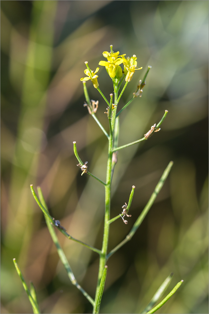 Image of Erysimum cheiranthoides specimen.