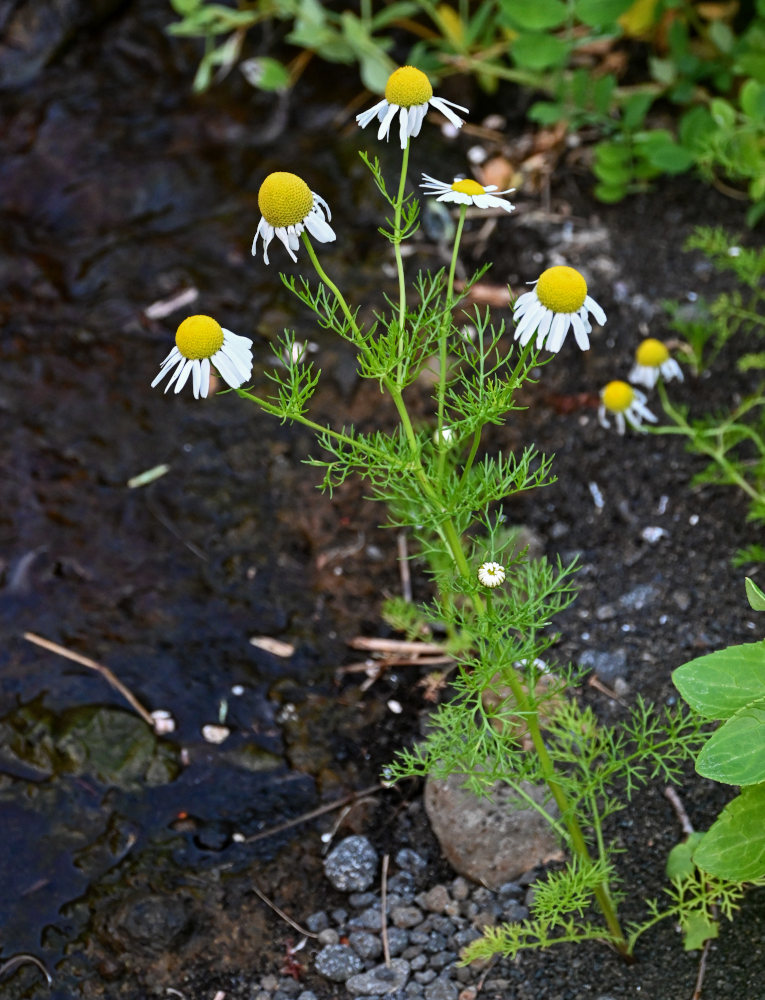 Image of Tripleurospermum tetragonospermum specimen.