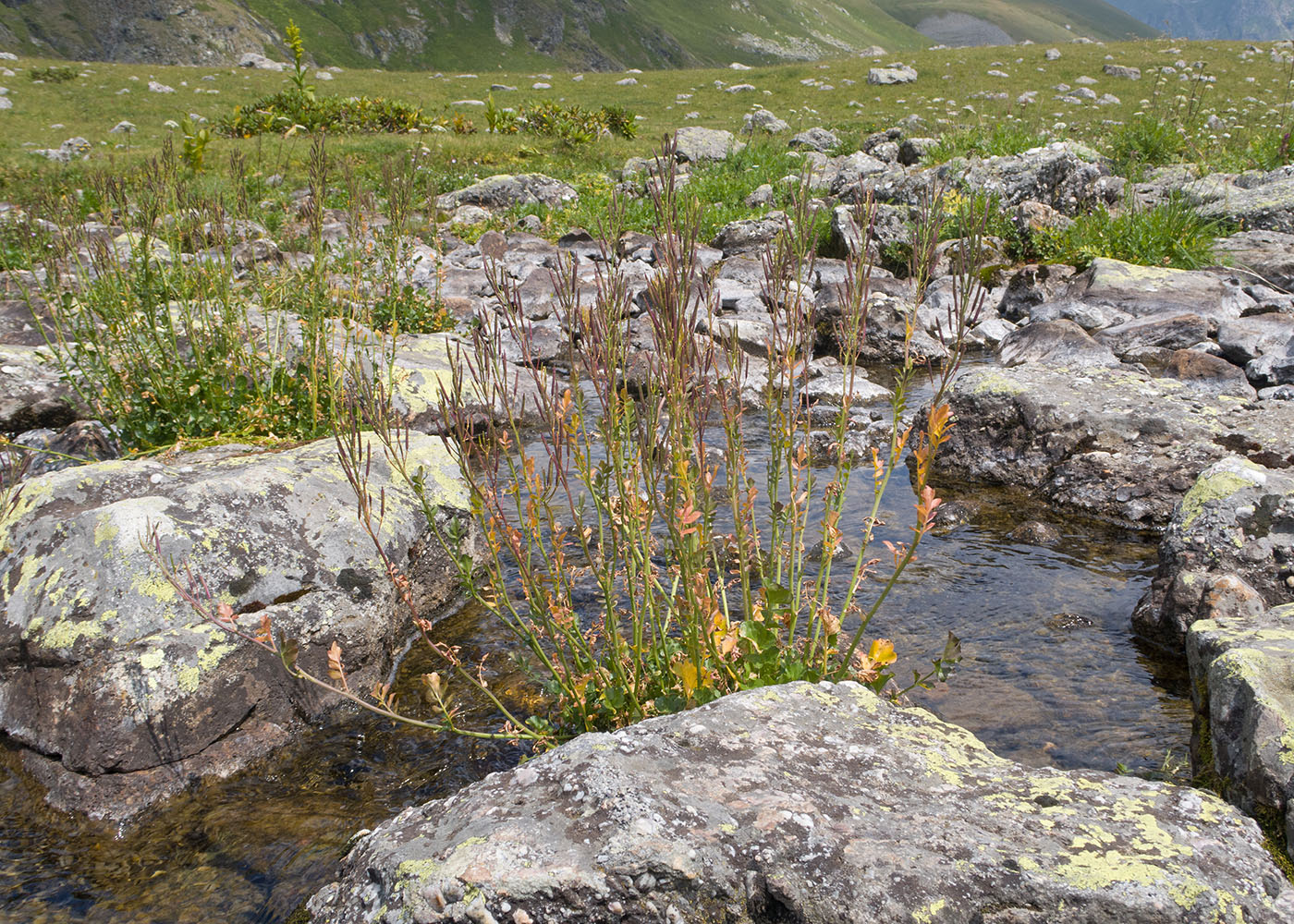Image of Cardamine seidlitziana specimen.