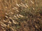 Astragalus lagurus