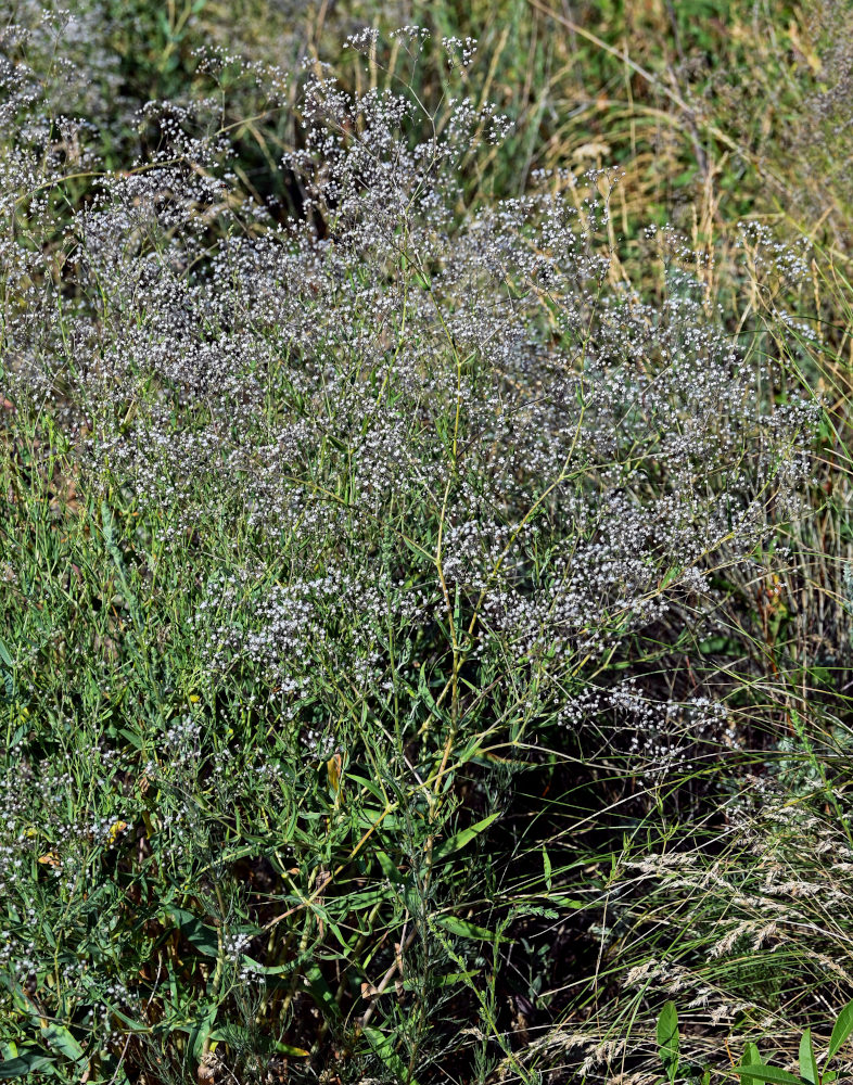 Изображение особи Gypsophila paniculata.