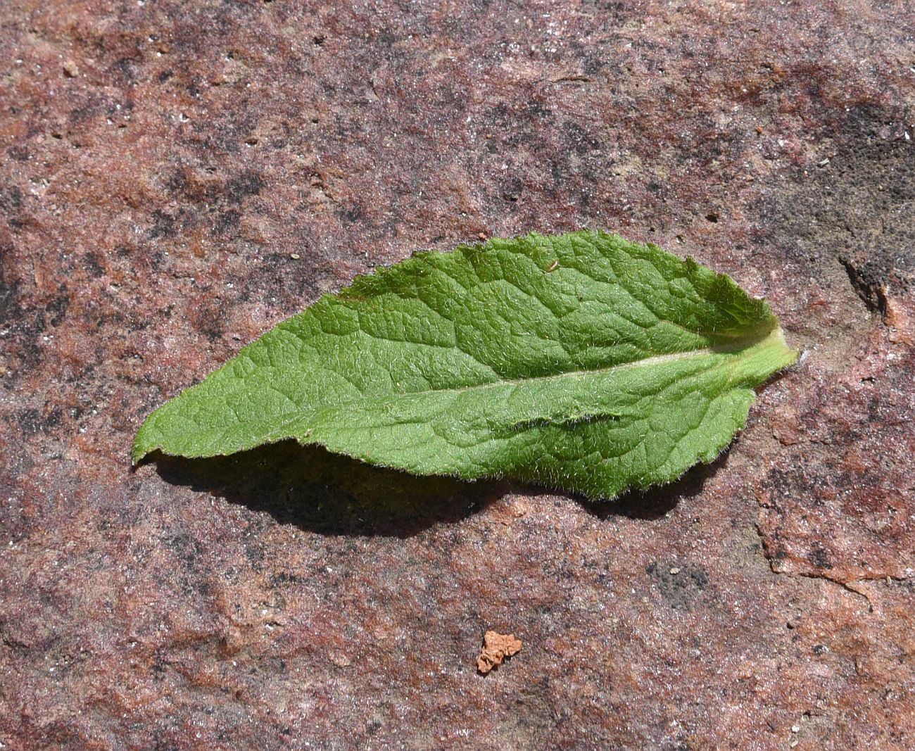 Image of Campanula glomerata specimen.