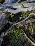 Pedicularis sceptrum-carolinum