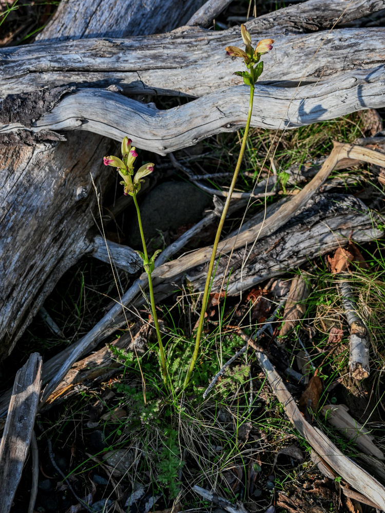 Image of Pedicularis sceptrum-carolinum specimen.