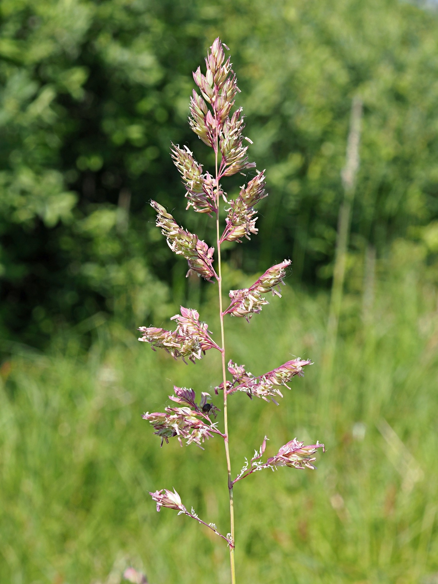 Image of Phalaroides arundinacea specimen.