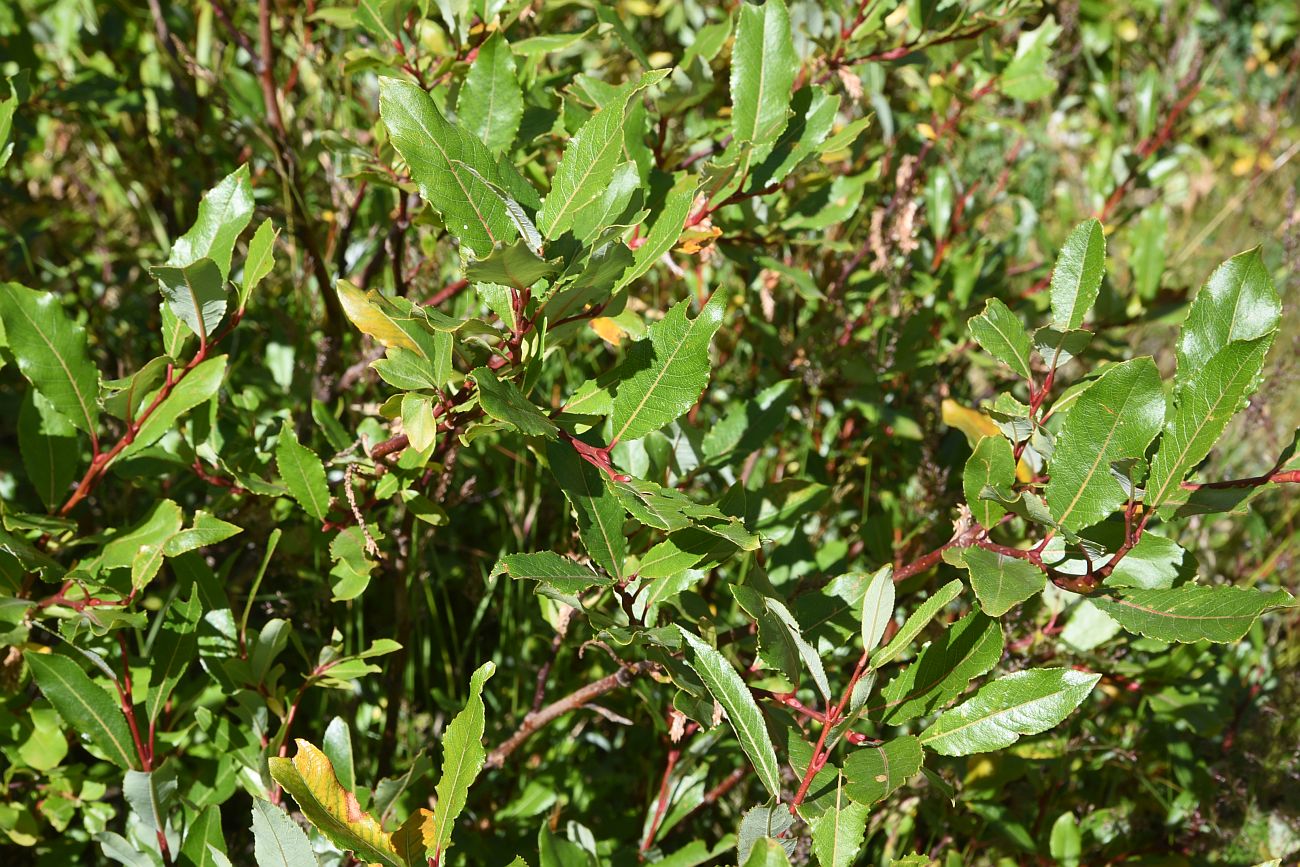 Image of Salix caucasica specimen.