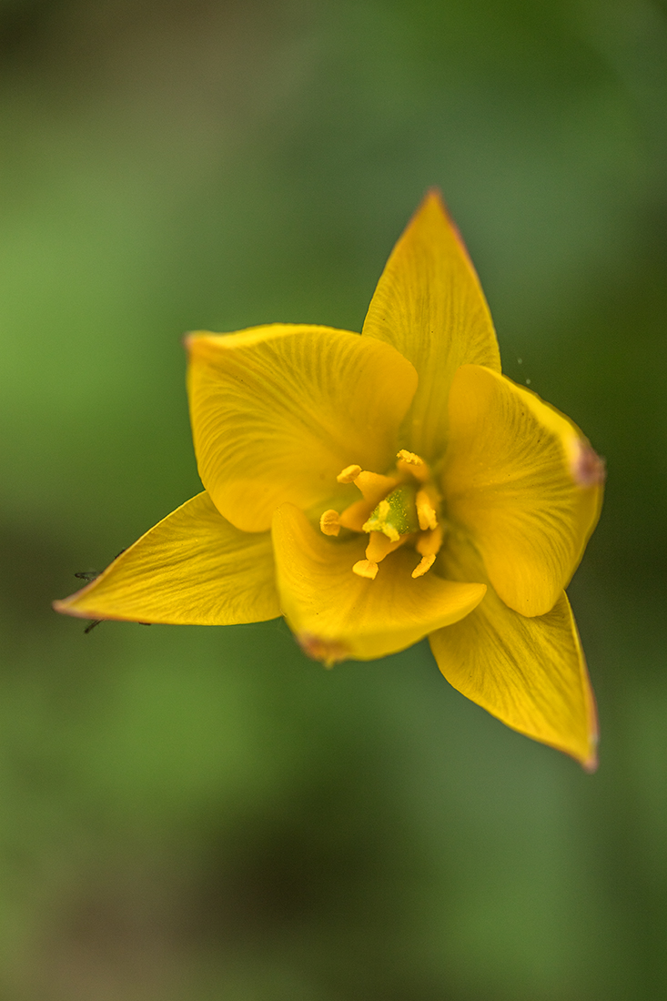 Изображение особи Tulipa biebersteiniana.