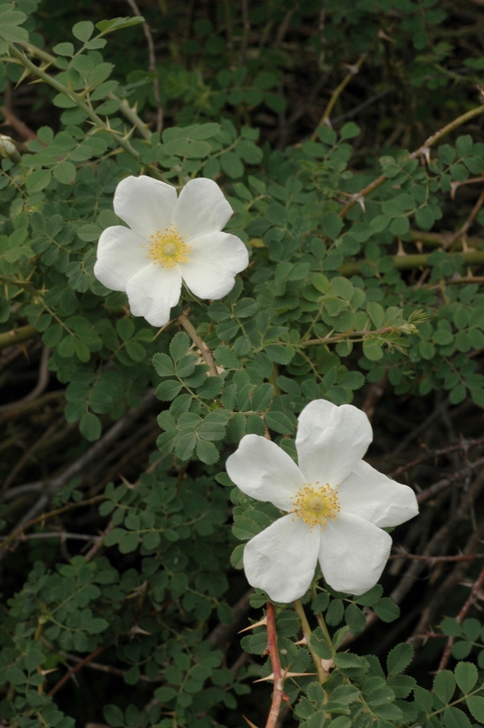 Image of Rosa nanothamnus specimen.