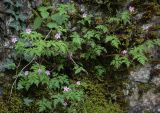 Geranium robertianum. Цветущее растение. Абхазия, Гудаутский р-н, Рицинский реликтовый национальный парк, долина р. Юпшара, широколиственный лес. 13.04.2024.