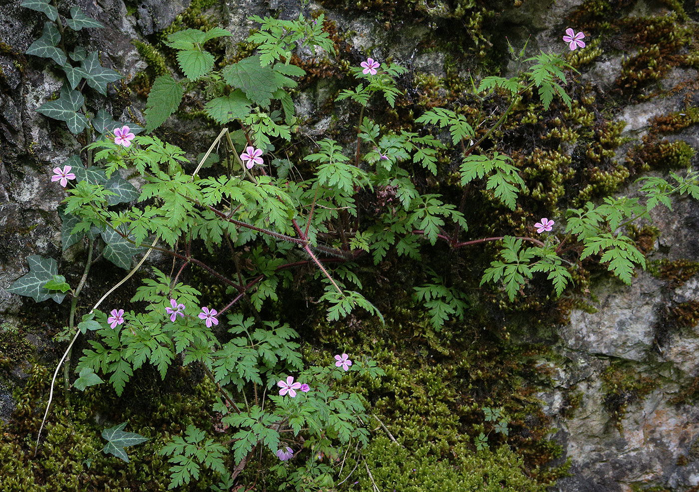 Image of Geranium robertianum specimen.