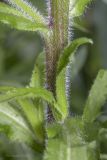 Campanula medium