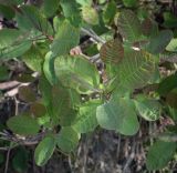 Cotinus coggygria