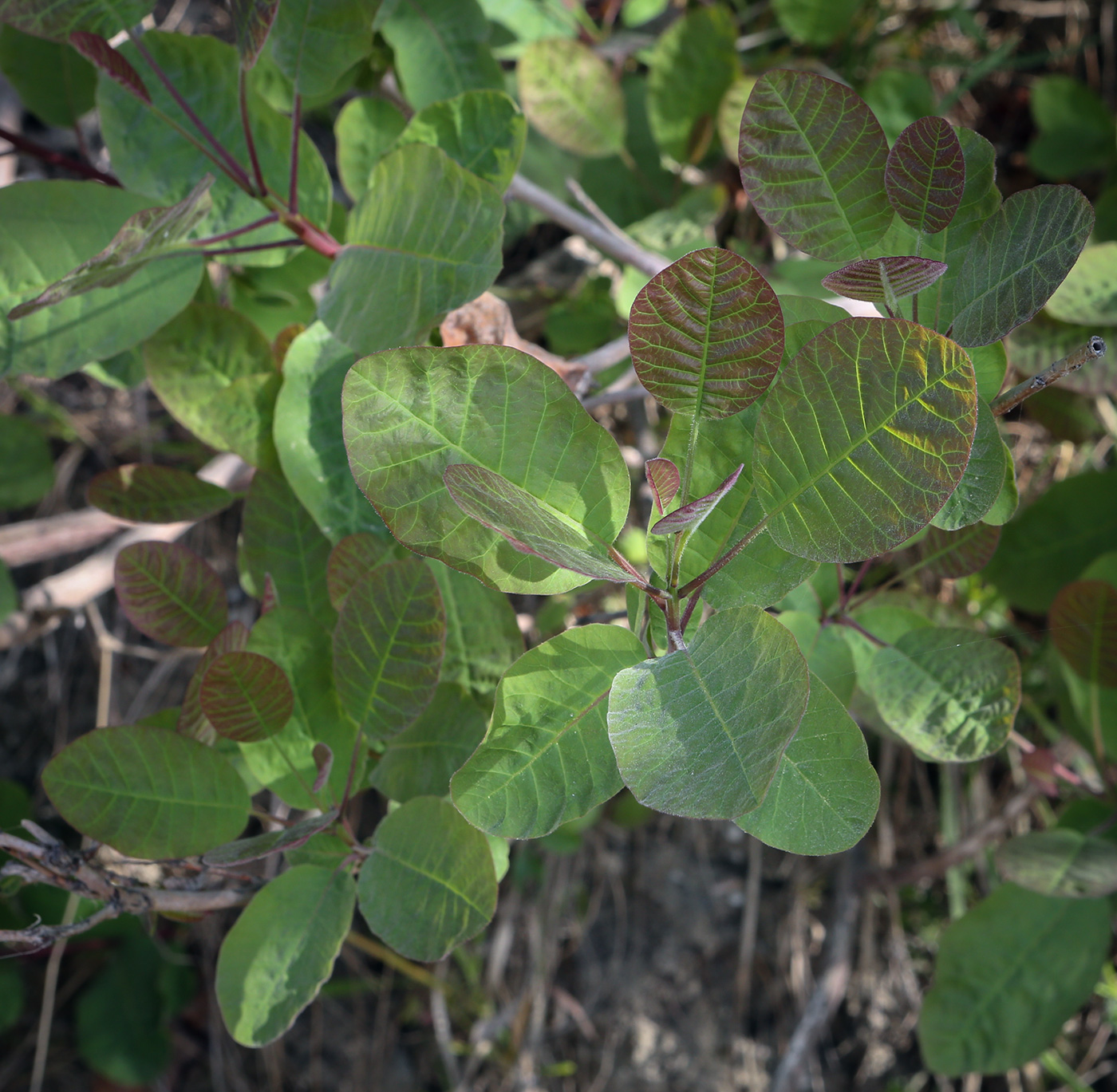 Изображение особи Cotinus coggygria.