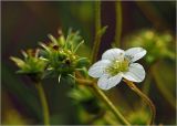 Saxifraga × arendsii