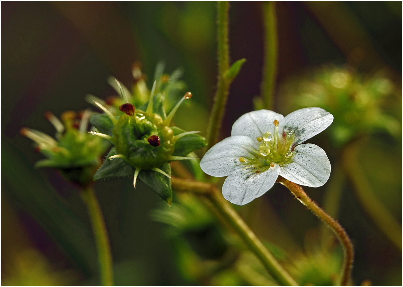 Image of Saxifraga × arendsii specimen.