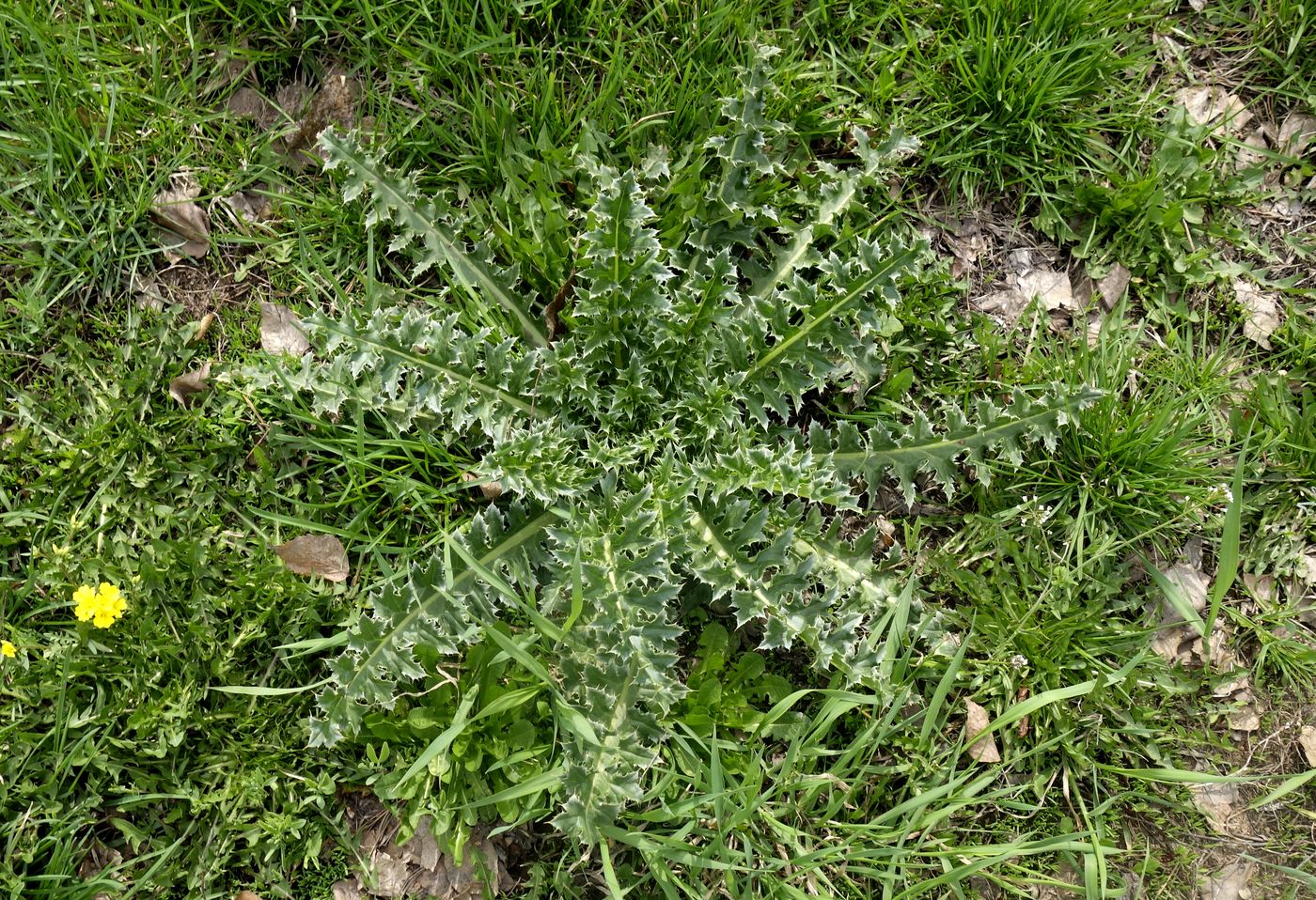 Image of genus Carduus specimen.