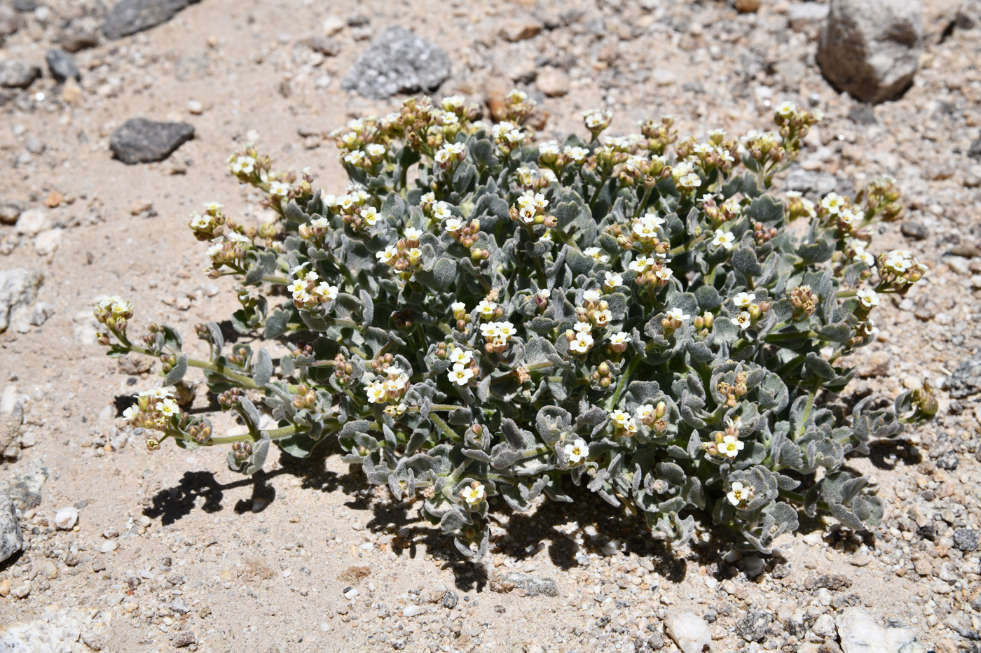 Изображение особи Christolea crassifolia.