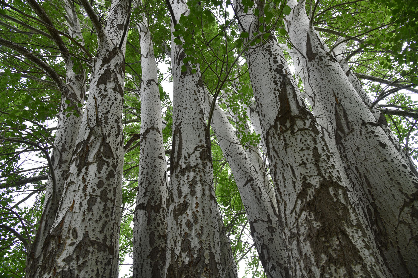 Image of Populus alba specimen.
