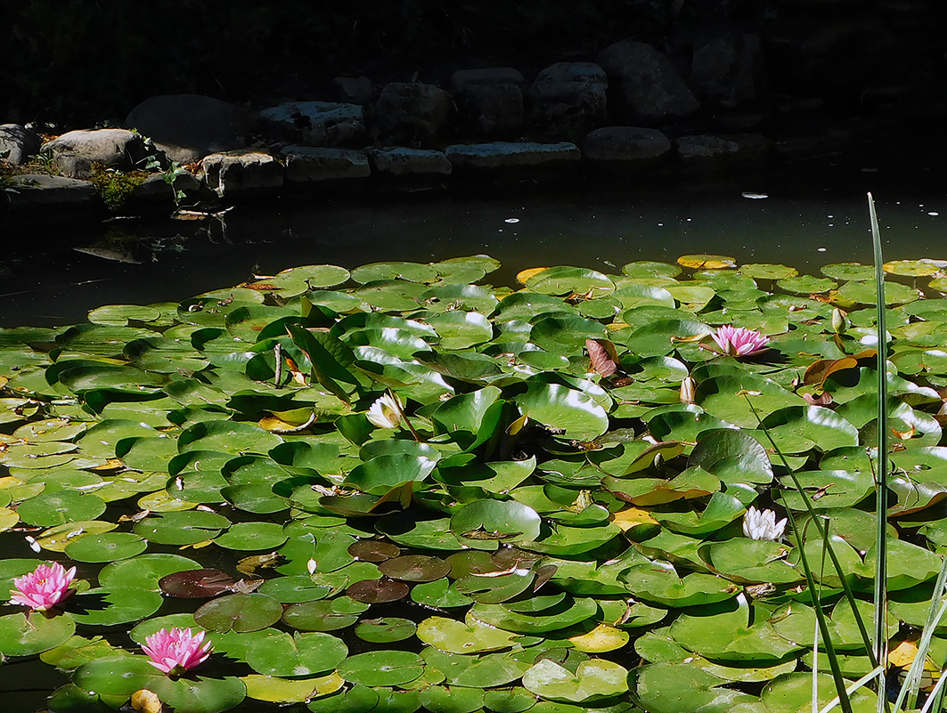 Изображение особи Nymphaea &times; marliacea.