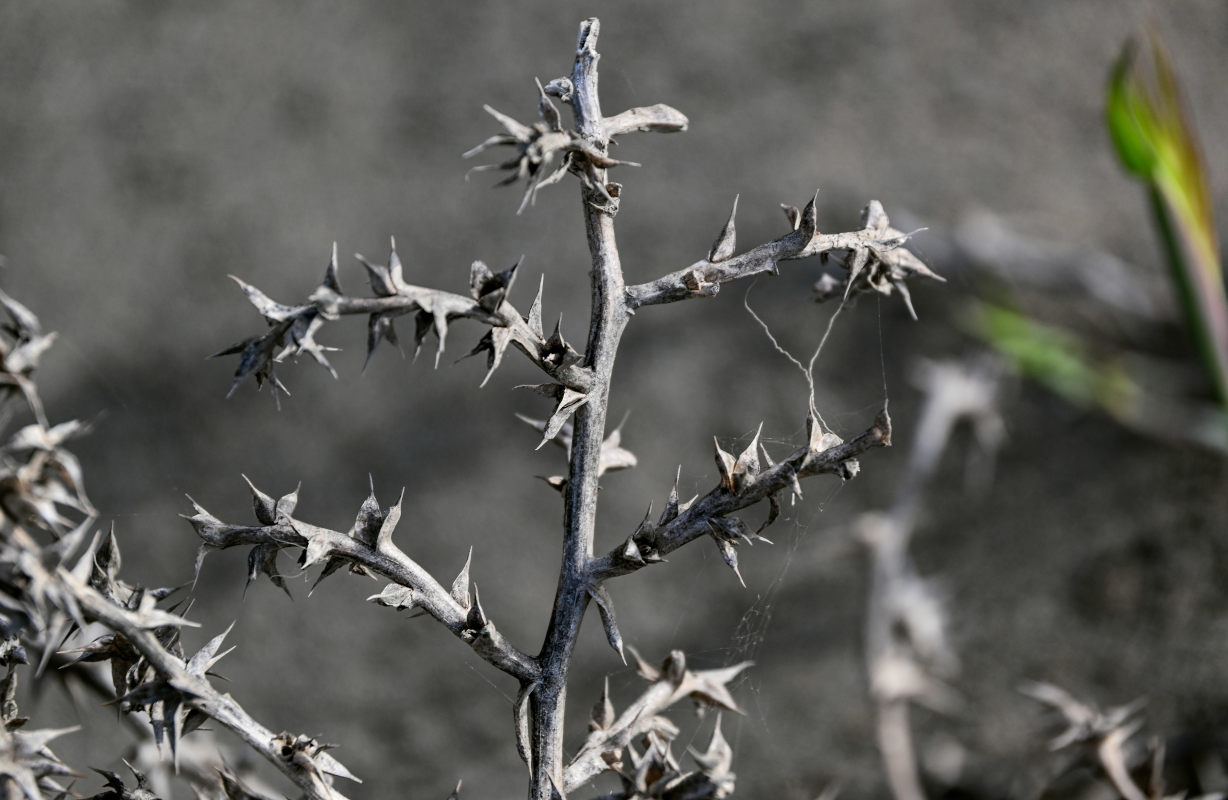 Image of genus Salsola specimen.