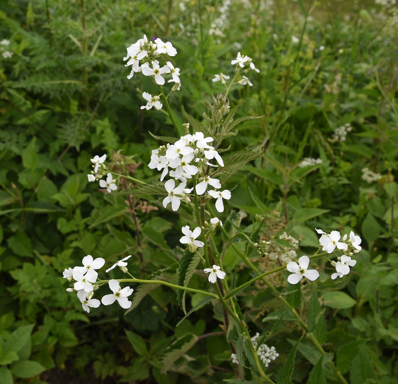 Image of Hesperis voronovii specimen.