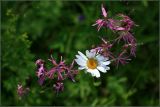 Coccyganthe flos-cuculi. Соцветия (в центре - соцветие Leucanthemum vulgare). Тульская обл., окр. пос. Дубна, у. Веенка, суходольный луг. 19.06.2010.