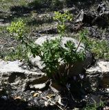 Euphorbia thompsonii