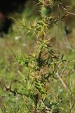 Cirsium vulgare