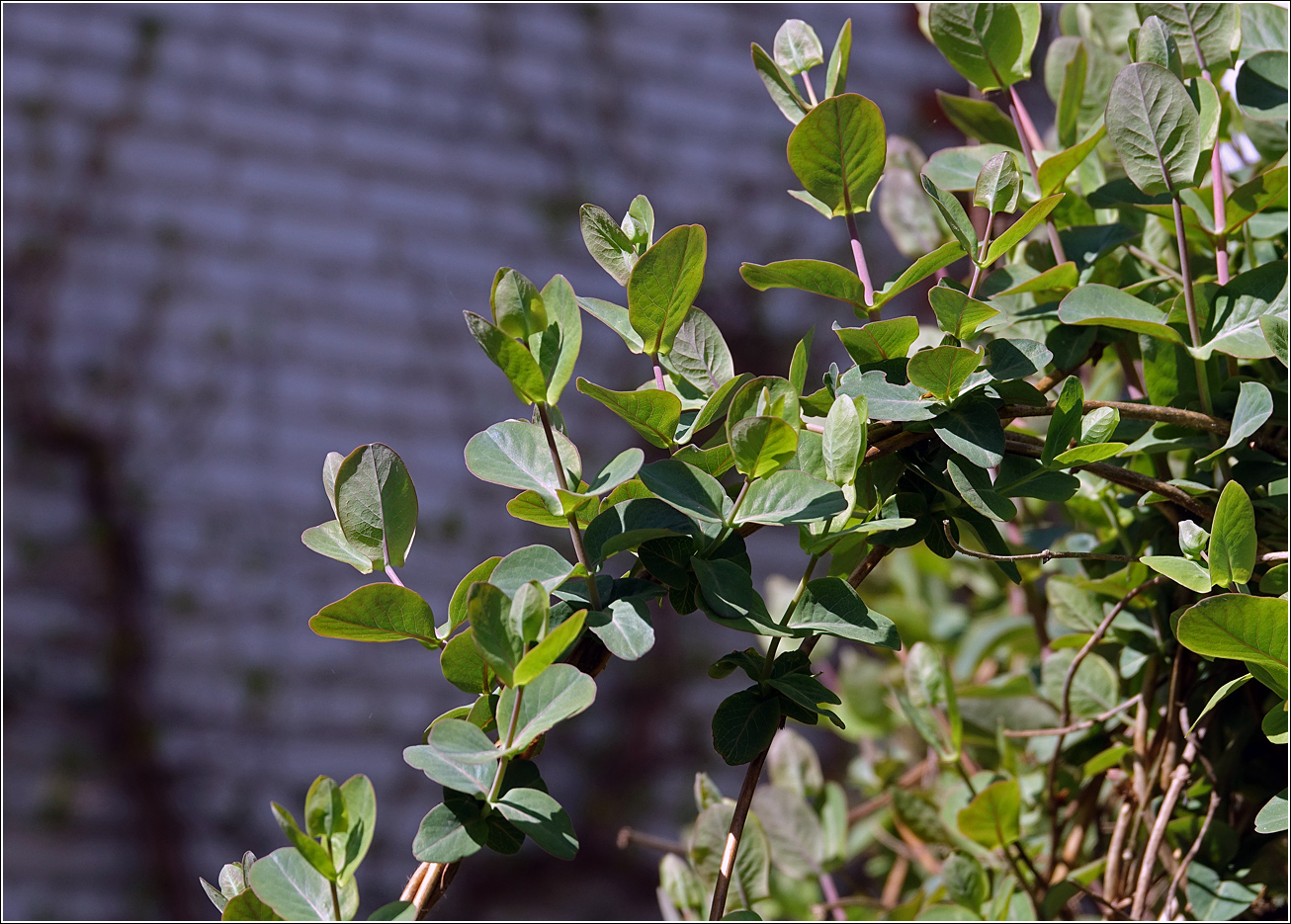 Изображение особи Lonicera caprifolium.