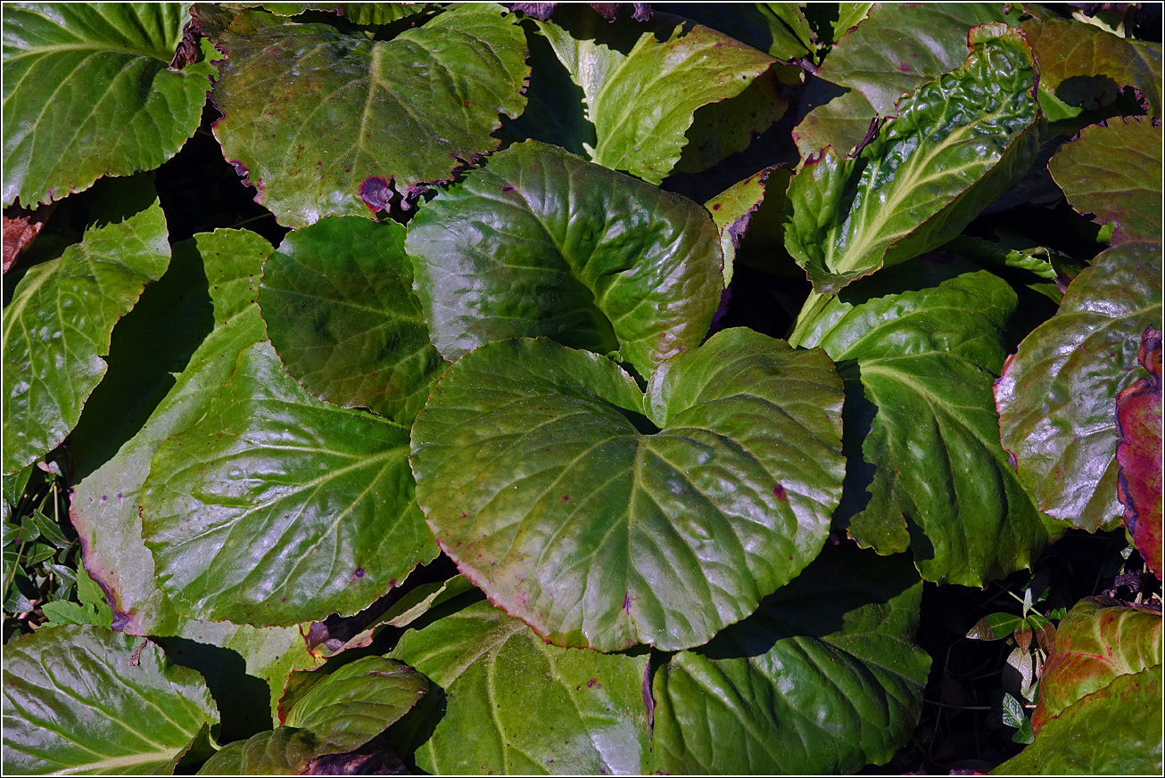 Image of Bergenia crassifolia specimen.