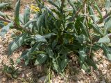 Isatis tinctoria. Нижняя часть цветущего растения. Крым, г. Судак, ур. Алчак-Кая, мыс Алчак, осыпающийся каменистый склон. 10.04.2025.