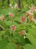 Cerasus maximowiczii