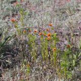 Adonis parviflora